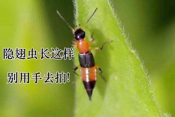 隱翅蟲(chóng)皮炎